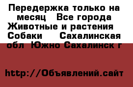 Передержка только на месяц - Все города Животные и растения » Собаки   . Сахалинская обл.,Южно-Сахалинск г.